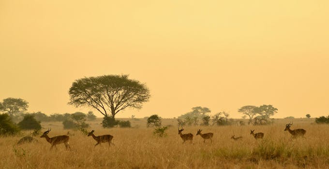 A peaceful scene of antelope grazing at sunrise on the savanna of Lolim, Uganda.