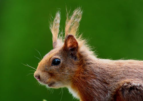 Close Up Photography of Brown Animal