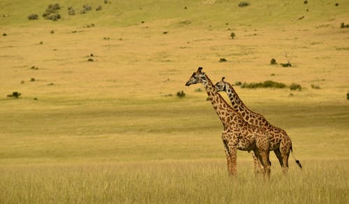 Darmowe zdjęcie z galerii z fotografia zwierzęcia, roślinożerca, safari