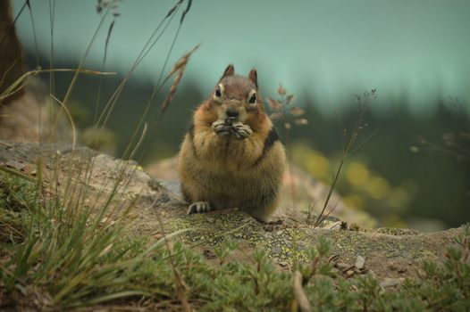 Close-up of a chipmunk eating in the natural setting of Alberta, Canada.
