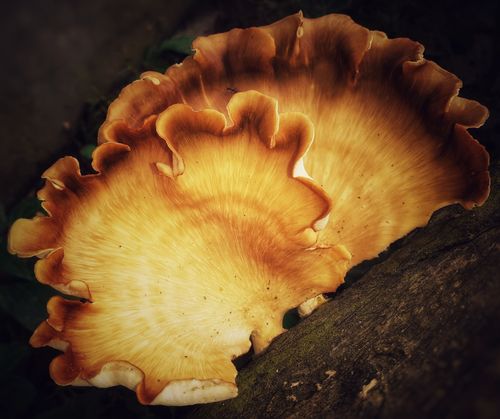 Free stock photo of beautiful, beauty of nature, forest mushroom Stock Photo