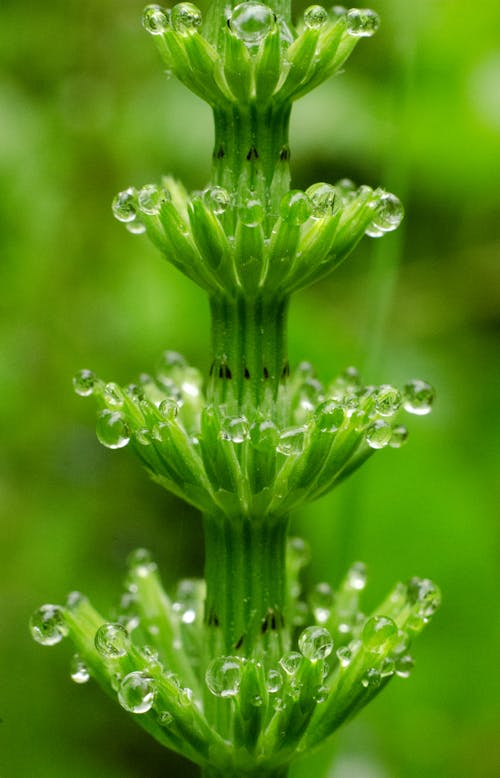 Free stock photo of after rain, crowns, dew