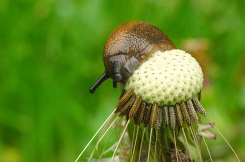 Free stock photo of dandelion, eating, macro