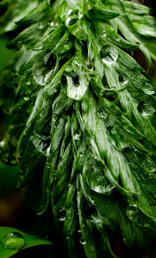 Free stock photo of dew, green, natural