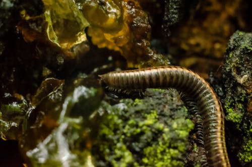 Free stock photo of centipede, millipede, warm