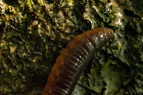 Free stock photo of ground, rain worm, worm