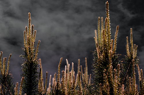 Gratis lagerfoto af grangrene, nåletræ, nat