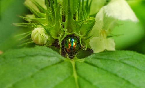 bitki, böcek, doğa içeren Ücretsiz stok fotoğraf