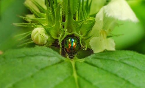 Fotos de stock gratuitas de dentro, insecto, naturaleza