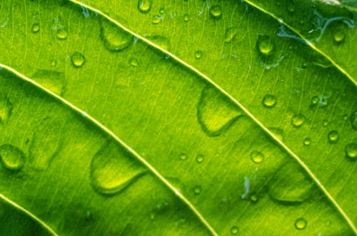 Fotos de stock gratuitas de agua, fondo, hoja