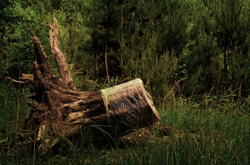 Základová fotografie zdarma na téma přírodní, řez, řezání stromů