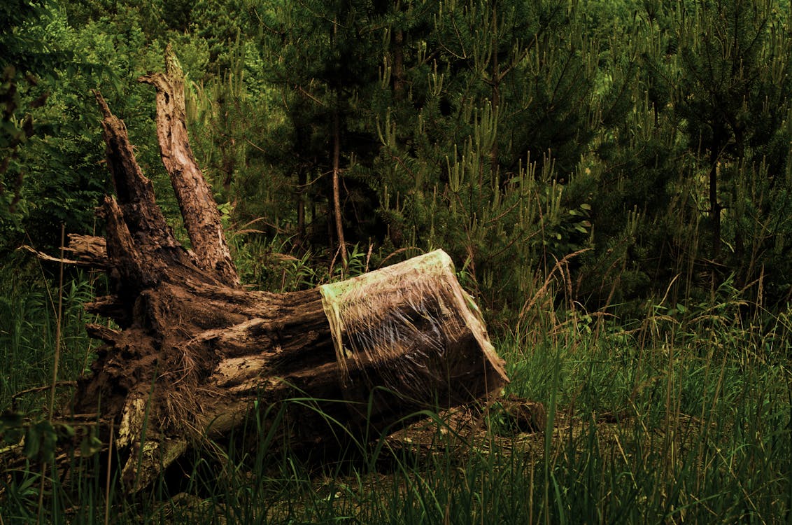 Fotos de stock gratuitas de árbol, cortando árboles, cortar