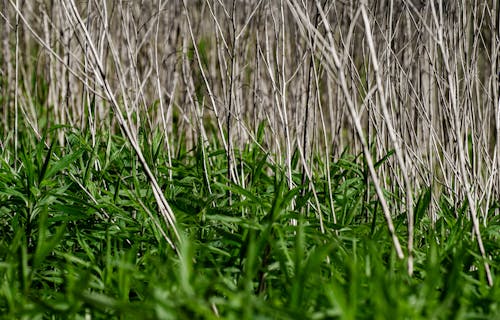 Free stock photo of dry, grass, growing