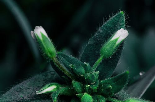 Základová fotografie zdarma na téma detail, grenn, květiny