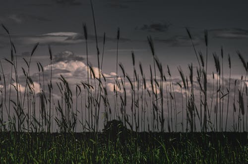 Gratis lagerfoto af horisont, hvede, landbrug