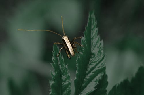 Free stock photo of bug, climbing, leaves