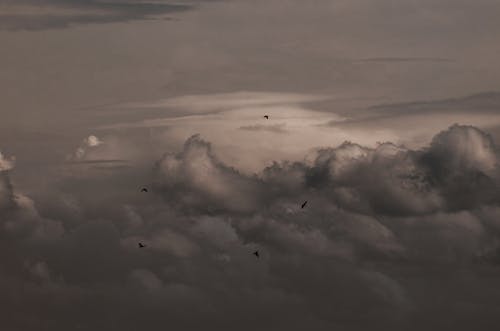 Free stock photo of birds, clouds, flying
