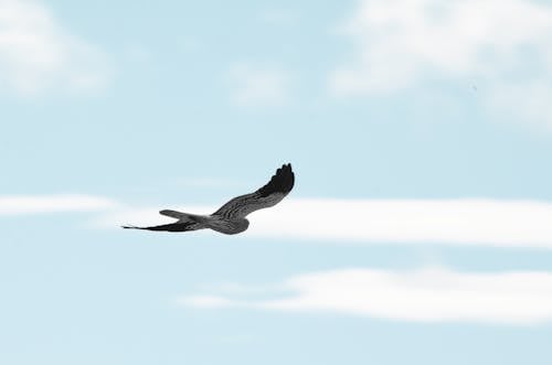 Ingyenes stockfotó madár, ragadozó, repülés témában