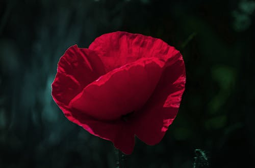 Základová fotografie zdarma na téma červená, jasný, květ