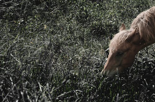 Gratis lagerfoto af græs, hest, hoved