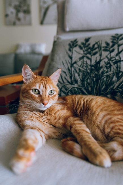 An orange tabby cat lounges on a comfortable chair indoors, exuding relaxation.