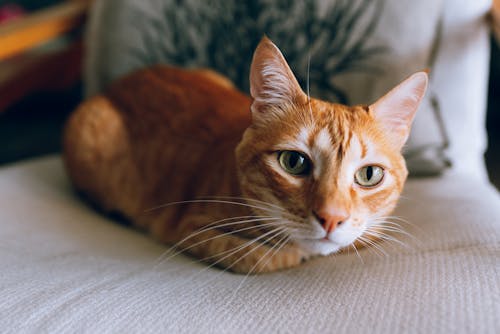 インドア, ウィスカー, オレンジ色の猫の無料の写真素材
