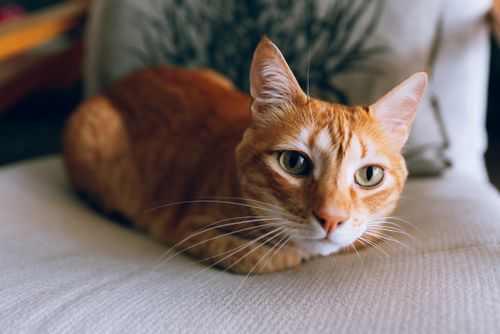 Free A cozy orange tabby cat lounging indoors with curious eyes, showcasing its beautiful whiskers. Stock Photo
