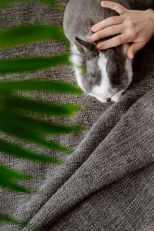 Základová fotografie zdarma na téma domácí mazlíček, dotýkání, králíček