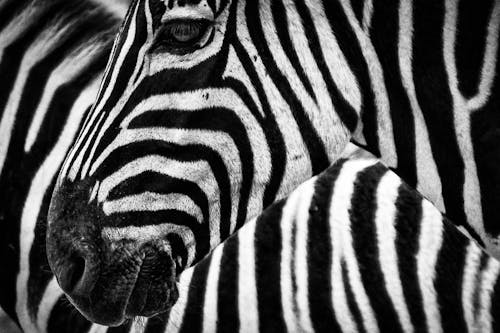 Czarno Biała Zebra