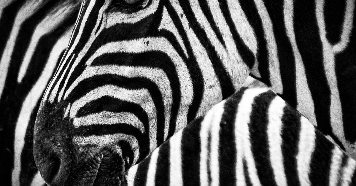 シマウマに囲まれた野原で採餌するアマサギは共生の一例です。シマウマやその他の大型動物が野原を草を食むと、さまざまな昆虫を刺激する動きを引き起こします。昆虫がかき混ぜられると、アマサギが昆虫を捕まえて食べます。サギは恩恵を受けますが、シマウマは通常その影響を受けません。