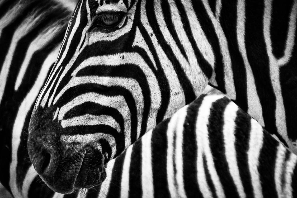 grátis Zebra Preta E Branca Foto profissional