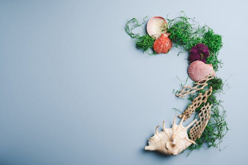 Overhead view of different small seashells and green seaweed and corals on grey background