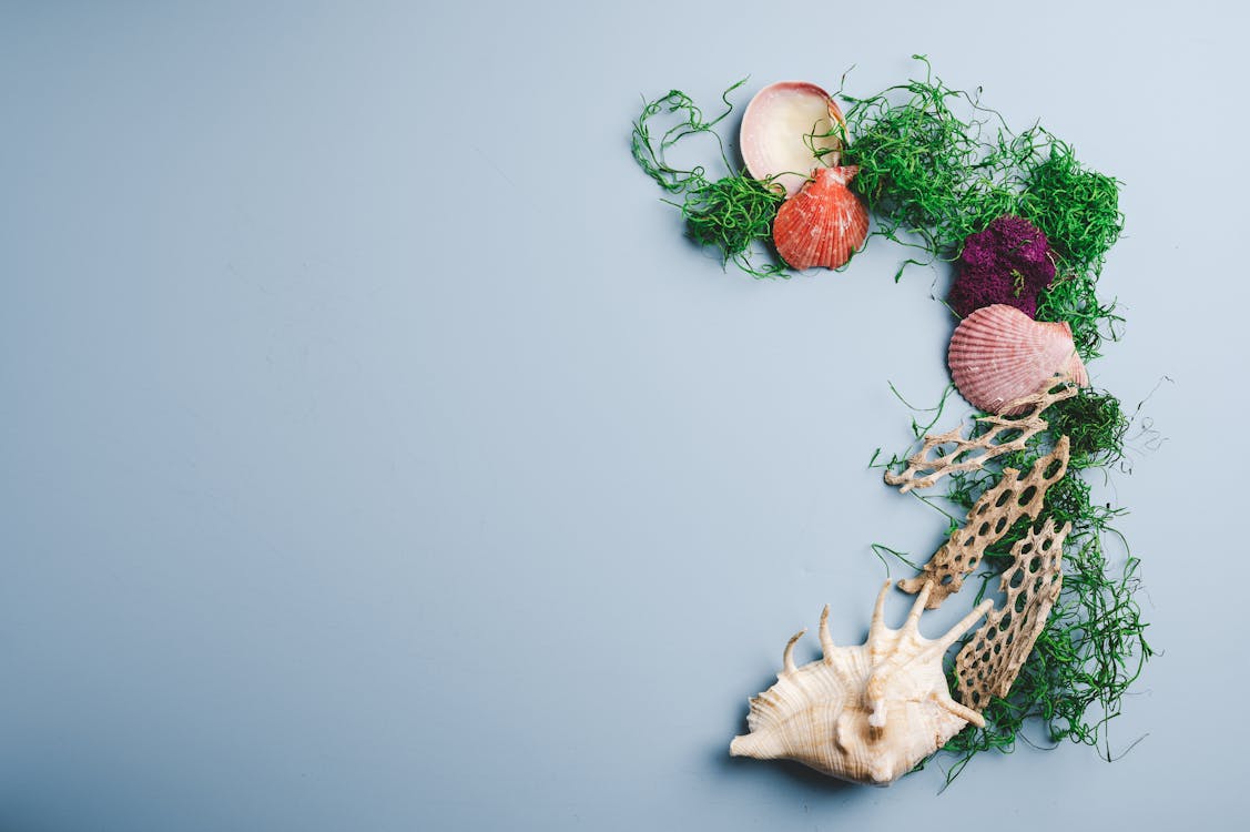 Overhead view of different small seashells and green seaweed and corals on grey background