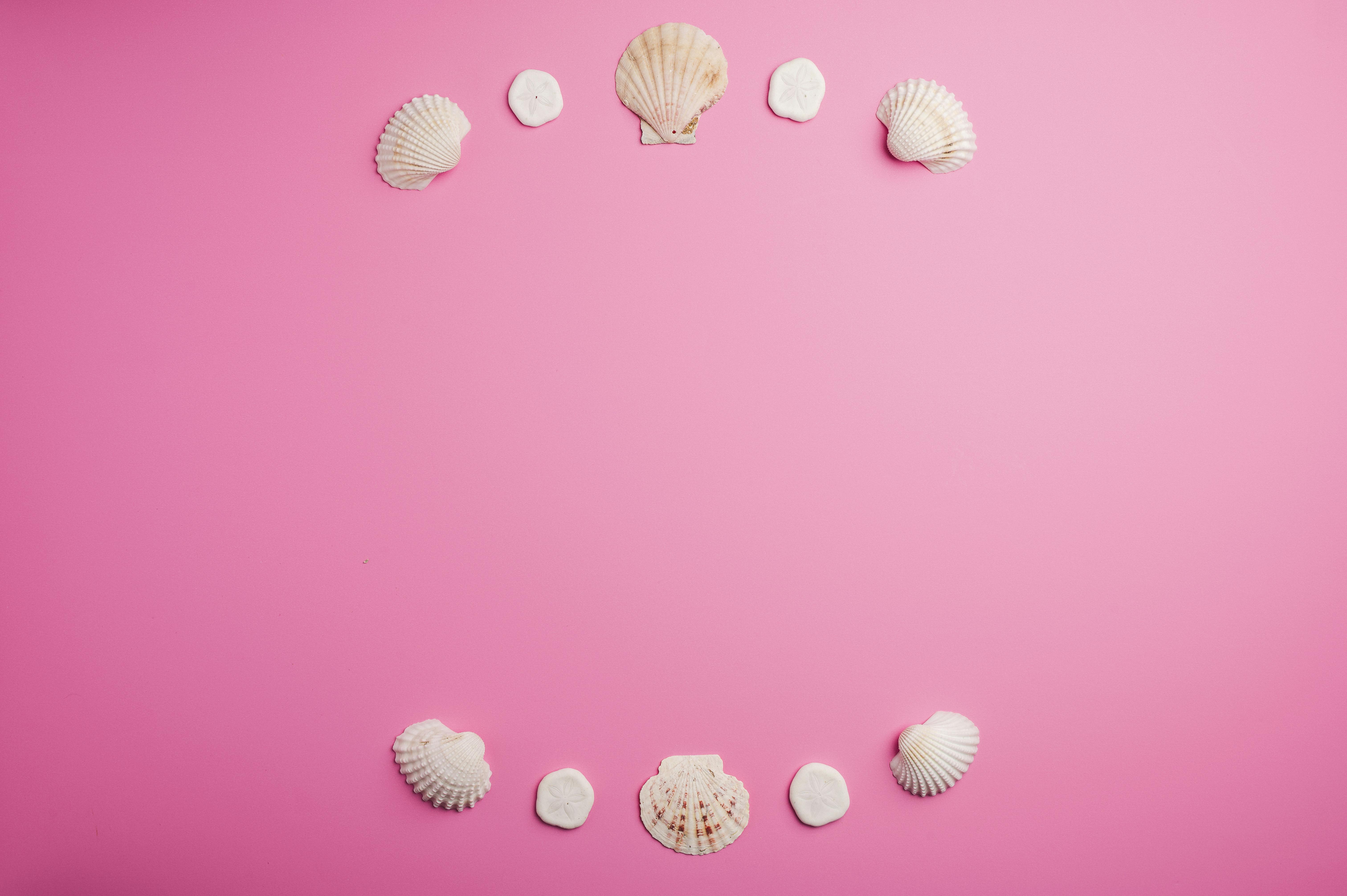 composition of seashells on pink background