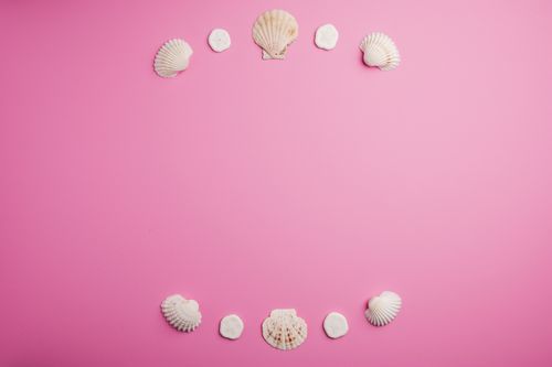 Free Top view of composition of little  seashells arranged in two rows against pink background Stock Photo