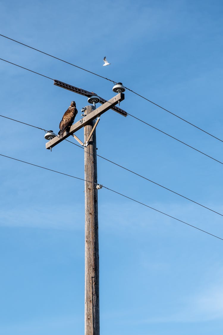 Predatory Bird Sitting On Electric Pole