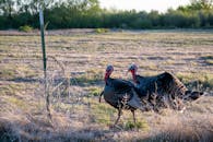 Two turkeys walking in paddock