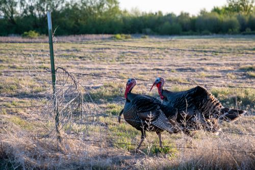 Free Side view of turkeys walking in dry grass in paddock at daytime Stock Photo