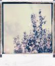 Painting in Frame