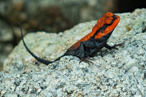 Foto d'estoc gratuïta de insectes, lizzard, rango