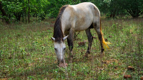 Foto d'estoc gratuïta de animal, burro, cavall