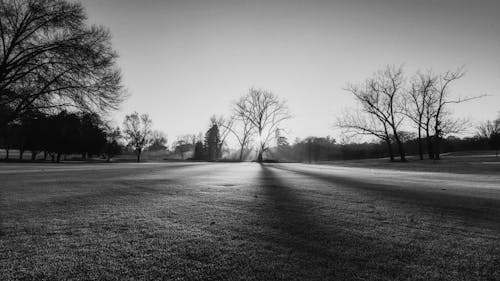 Grayscale Photo of Leafless Trees on a Field