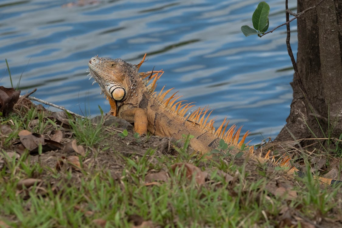 Iguana Reptile on the Brown Soil Near the Body of Water
