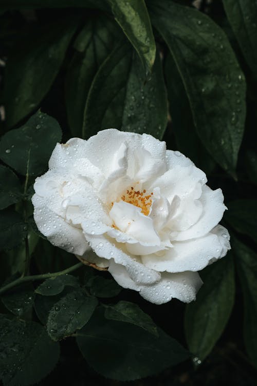 Close-Up Shot of White Rose in Bloom