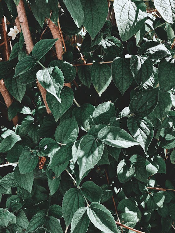 Textured matte green leaves growing on thin branches of plant and illuminated by sunlight