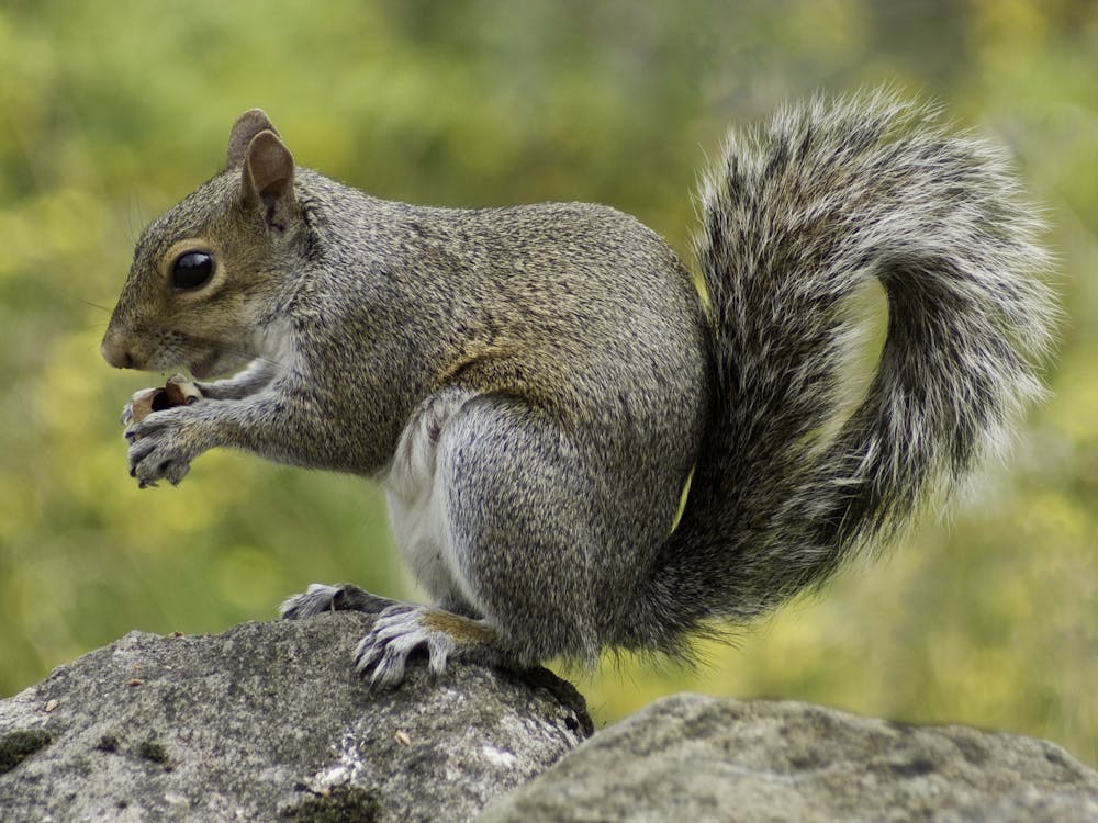 Photo of Squirrel Holding Nut During Daytime