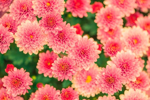 Kostenlos Rosa Und Gelbes Blütenblatt Blumenfoto Stock-Foto
