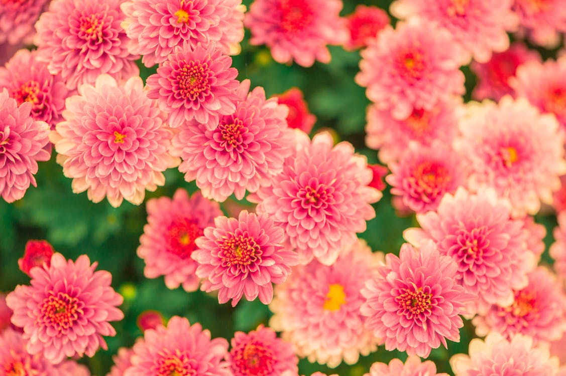 無料 ピンクと黄色の花びらの花の写真 写真素材