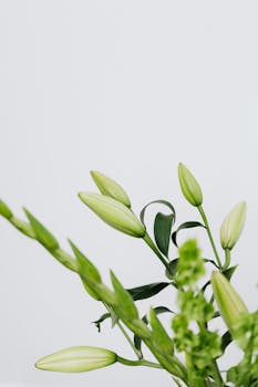 浅色背景上，美丽的百合芽与绿叶非常适合自然主题