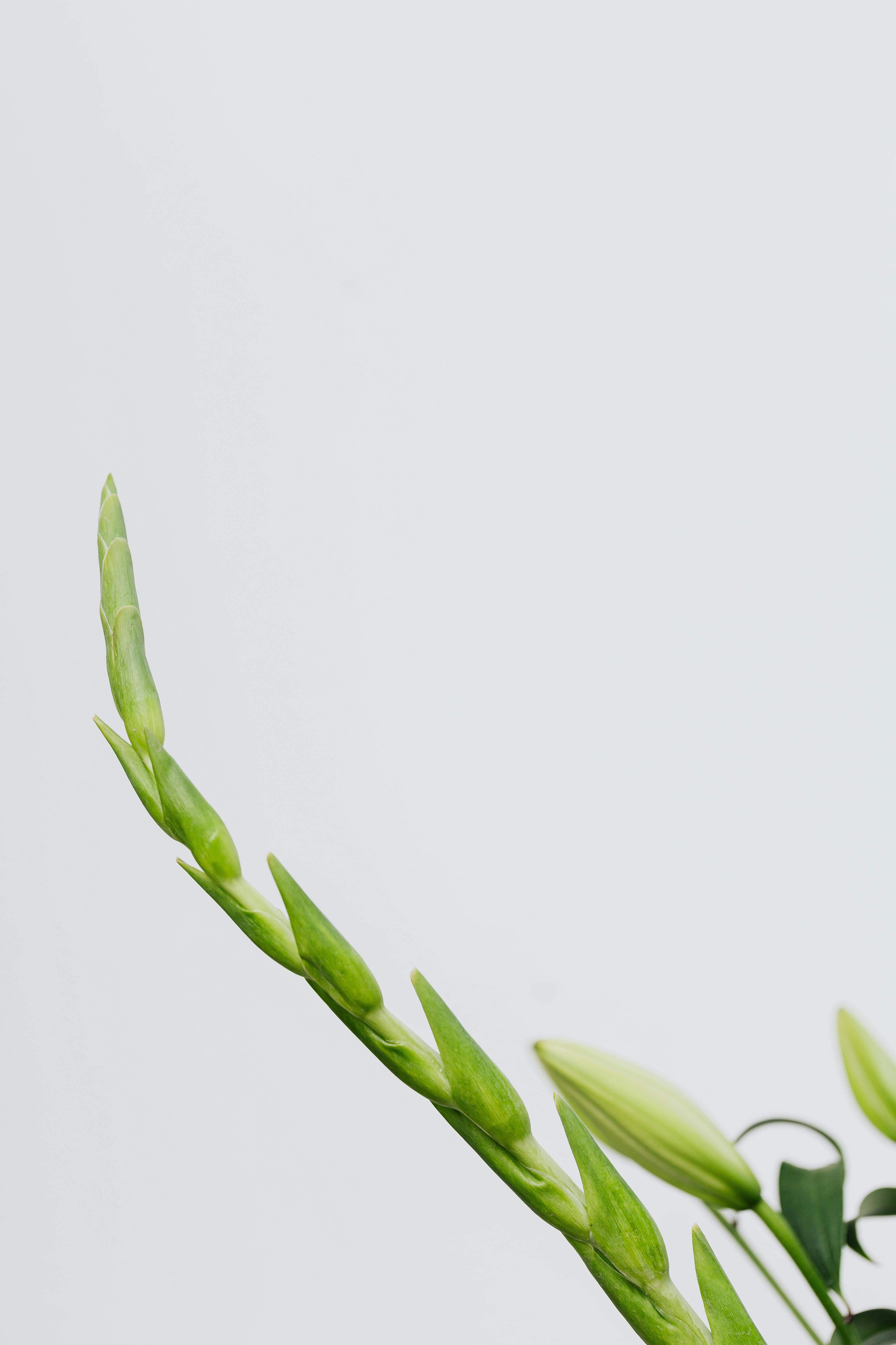 A close-up shot of a green plant on a minimalist light background, perfect for design projects.